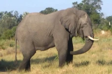 Syok! Belalai Gajah...