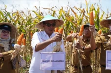 Panen Raya Jagung, Andi...