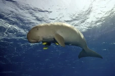 Ilmuwan Umumkan Dugong...