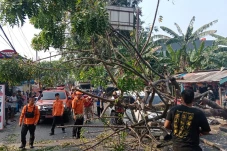 Pohon Tumbang Timpa...