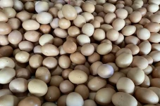 Harga Telur Naik, Kemendag...