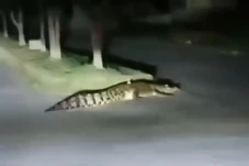 Buaya Sepanjang 3 Meter...