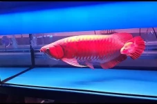 Bisnis Ikan Hias Perlu...