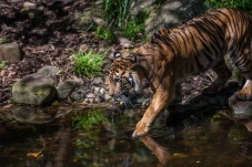 Harimau Jawa Telah Lama...