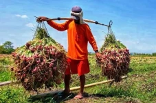 Demplot Bikin Petani...
