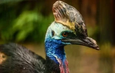 5 Burung yang Tidak...