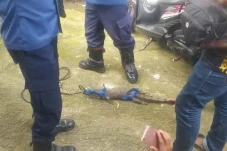 Buaya di Kali Pesanggrahan...