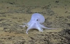 Penampakan Seperti Hantu...