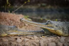 Gharial Spesies Buaya...