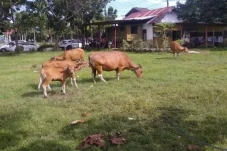 Satpol PP Sinjai Tangkap...