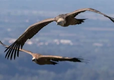 Ini 9 Burung yang Terbang...