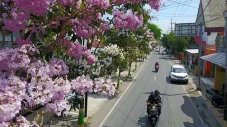 Bunga Tabebuya Kembali...