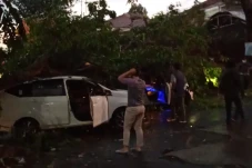 Hujan Deras, Pohon Tumbang...