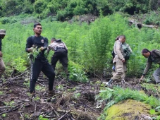11 Haktare Ladang Ganja...