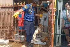 Sadis! 15 Ekor Anjing...