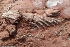 Fosil Nenek Moyang Dinosaurus...