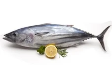 Apakah Ikan Tongkol...