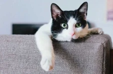 4 Persamaan Kucing dan...