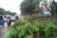 Pohon Tumbang Timpa...