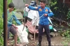Mengerikan! King Kobra...