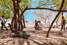 4 Wisatawan Timor Leste...