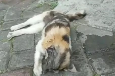 Viral Dugaan Sejumlah...