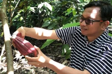 Serunya Memanen Buah...