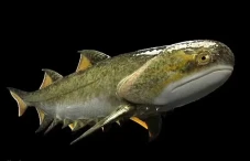 Fosil Ikan Lapis Baja...