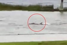 Viral Video Ikan Hiu...
