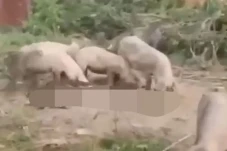 Ukraina Ciptakan Babi...