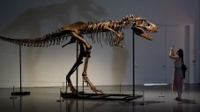 Fosil Dinosaurus T-Rex...