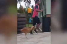 Viral! Burung Kasuari...