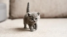21 Kucing Dibunuh dan...