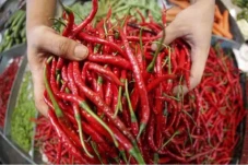Musim Hujan Tiba, Harga...