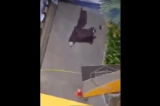 Horor! Mahasiswa Baru...