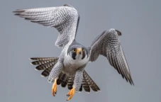 Peregrine Falcon, Hewan...
