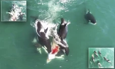 Mengerikan, Paus Orca...