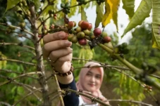 Industri Kopi Berkembang,...