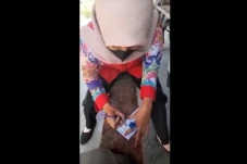 Heboh, Beredar Video...