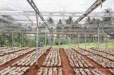 Kementan Bangun Nursery...