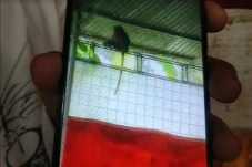 Monyet Liar Resahkan...
