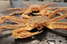 Miliaran Kepiting Salju...