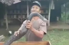 Tragis! Pawang Ular...