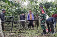 Beruang Madu Teror dan...