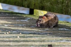 Waspada Leptospirosis...