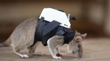 Ilmuwan Latih Tikus...