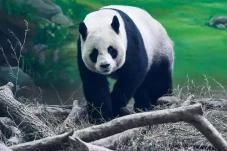 Gegara Panda Sekarat,...
