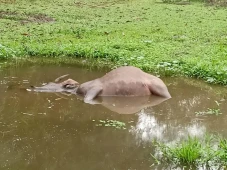 Ratusan Kerbau di Rohul...