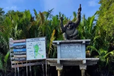 Patung Orangutan Raksasa...
