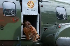 Harimau Sumatera Putri...